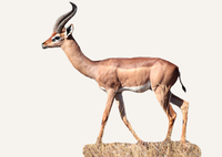 Hunting Gerenuk Tanzania