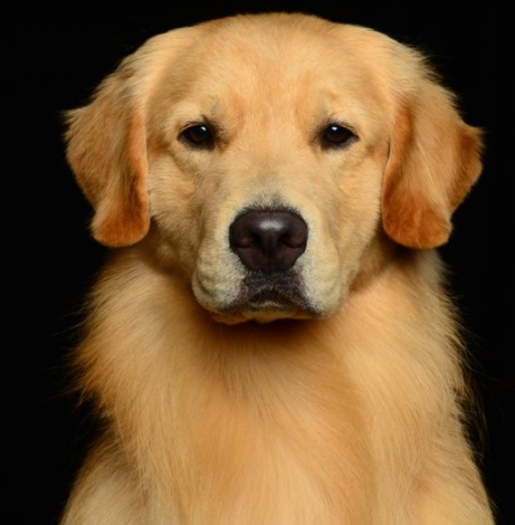 golden retriever on black background