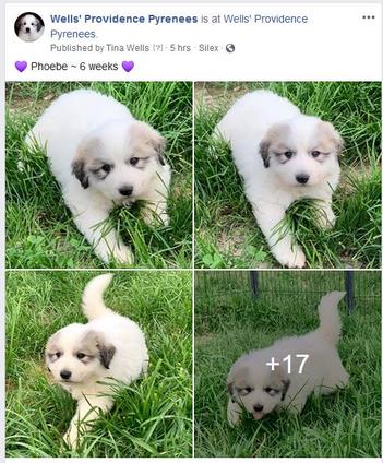 8 week old store great pyrenees puppy