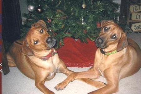 Rhodesian Ridgeback Puppies