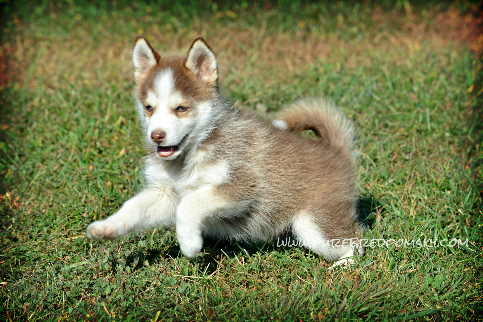 are pomsky hypoallergenic