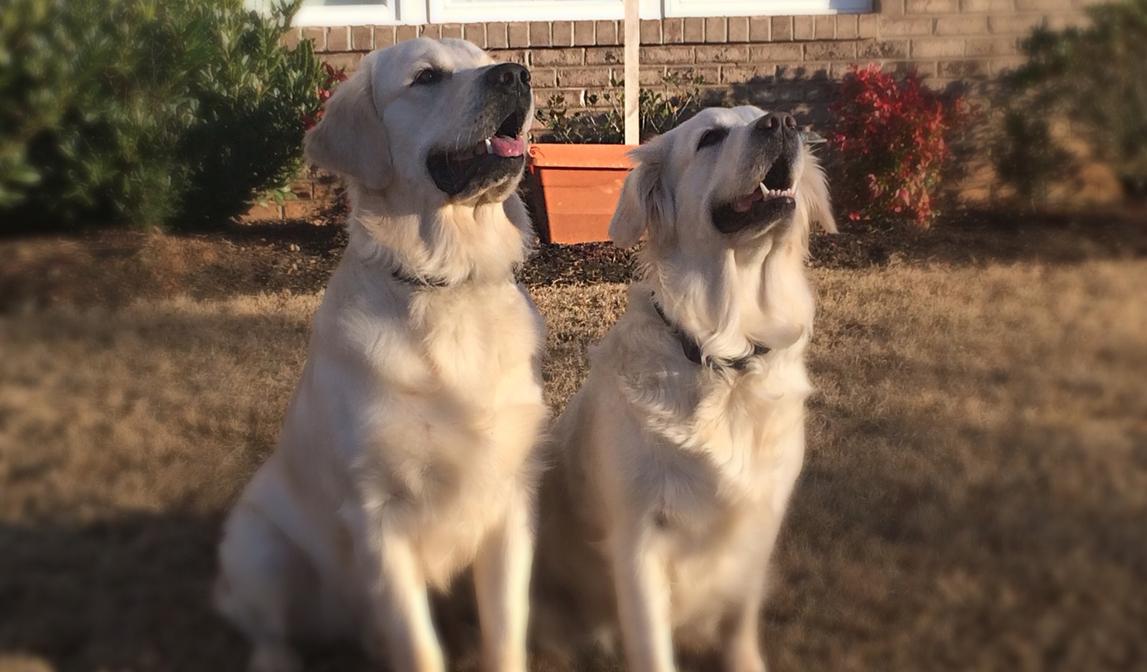 English Cream Golden Retriever