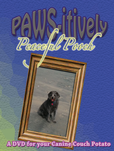 Video for Dogs, DVD for Dogs, Dog Separation Anxiety
