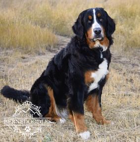 Monroe Bernese Utah Bernedoodles