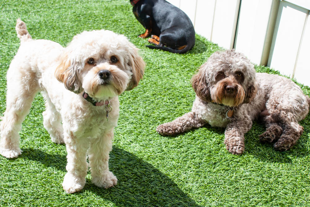 Dog Day Care, Boarding Noda Bark And Board Charlotte, Nc