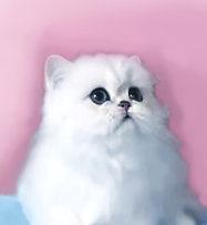 Teacup Persian Kittens For Sale In Texas Cfa Pet Silver