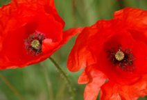 red flowers.