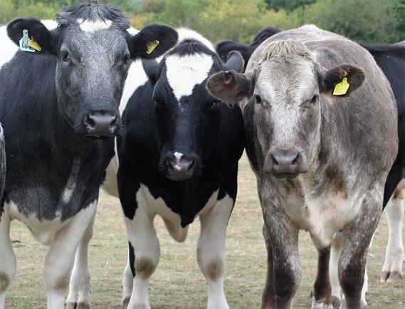 Cows waiting for their telephone appointment for herd health