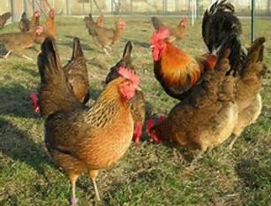 Partridge Leghorn for sale in Scotland