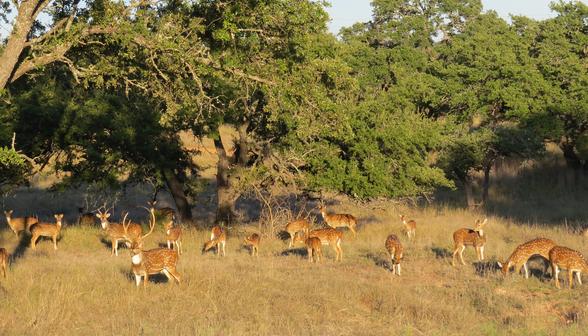 Exotic Hunts in Texas
