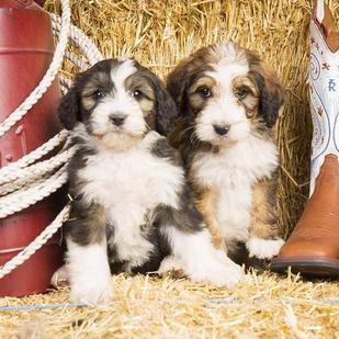 Sable and sales white bernedoodle