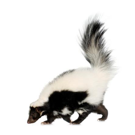 a skunk representing odor removal services in Pinellas County, FL