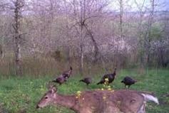 Kentucky Turkey Hunting