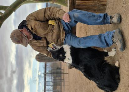best dogs