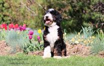 Allison Mini Bernedoodle
