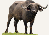 Hunting Buffalo Botswana