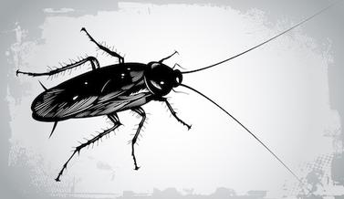 cockroach drawing
