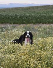 Remi Bernese