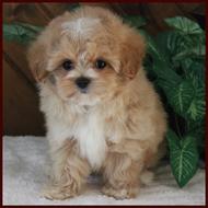 Rolling Meadows Puppies maltipoo puppy