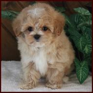 Rolling Meadows Puppies maltipoo puppy