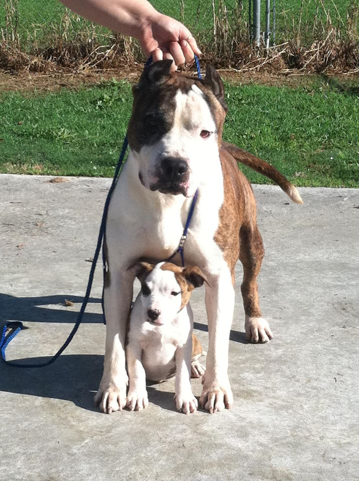 American staffordshire outlet terrier kennel