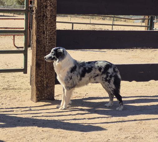 blue merle