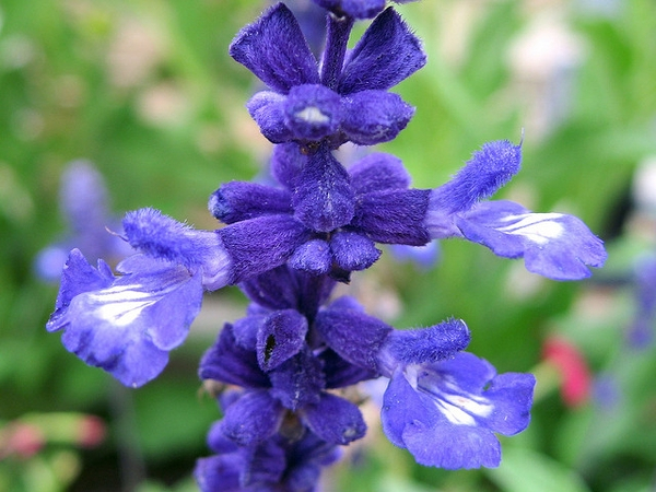 Mealy cup sage in the Butterfly Garden