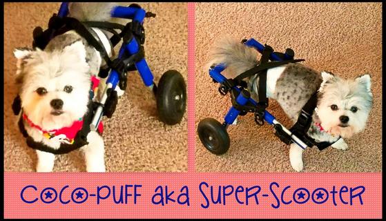 The Best Dog Grooming, Service &amp; Care Brought to You! Mobile, Better, Trusted