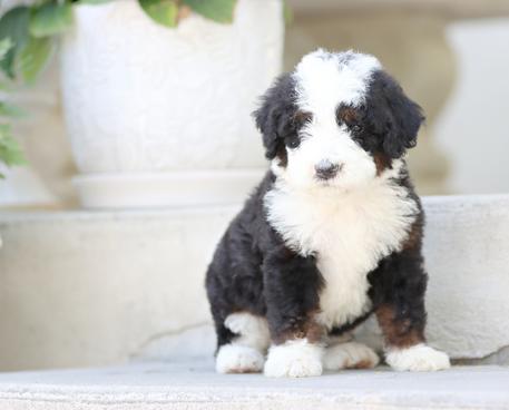 Trainedpuppy