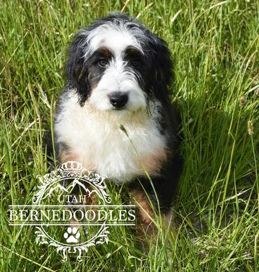 Mini Bernedoodle - Tricolor Mini Bernedoodle - Adult Mini Bernedoodle