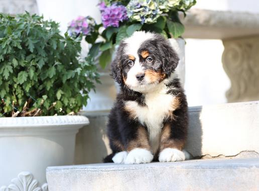 Trainedpuppy