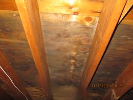 Mold inspection Albany NY