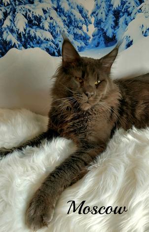 Yeti Coons Maine Coon Breeder Maine Coon Maine Coon Minnesota