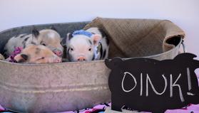 Teacup Pigs