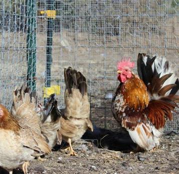 Rabbits chickens for sale San Antonio backyard chickens