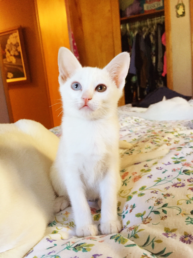 White cats for store sale