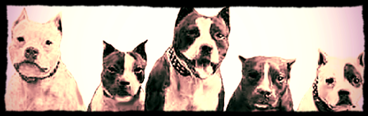 American Staffordshire Terrier History: How the AmStaff Separated From the  Pit Bull – American Kennel Club