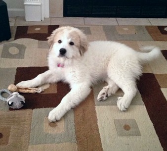 Wells' Providence Great Pyrenees Puppies ~ SUPERIOR breeder of purebred AKC Registered Great Pyrenees puppies for sale in Silex, Missouri Genuine Great Pyrenees breeder with verified reviews. This breeder strives to provide families with healthy puppies that have excellent temperaments. Wells Providence Great Pyrenees AKC Livestock Guardian Dogs and puppies registered great pyrenees puppies for sale near me Breeder of AKC Champion bloodlines Great Pyrenees puppies for sale Missouri, Wells' Providence Great Pyrenees LGD Puppies & Nigerian Dwarf Goats for sale, Wells' Providence AKC champion pedigree Great Pyrenees puppies for sale Missouri, Livestock Guardian dogs, home of Disney Santa Paws 2 Mrs. Paws Lady