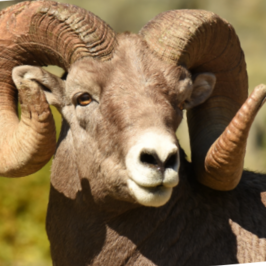 Bighorn Sheep