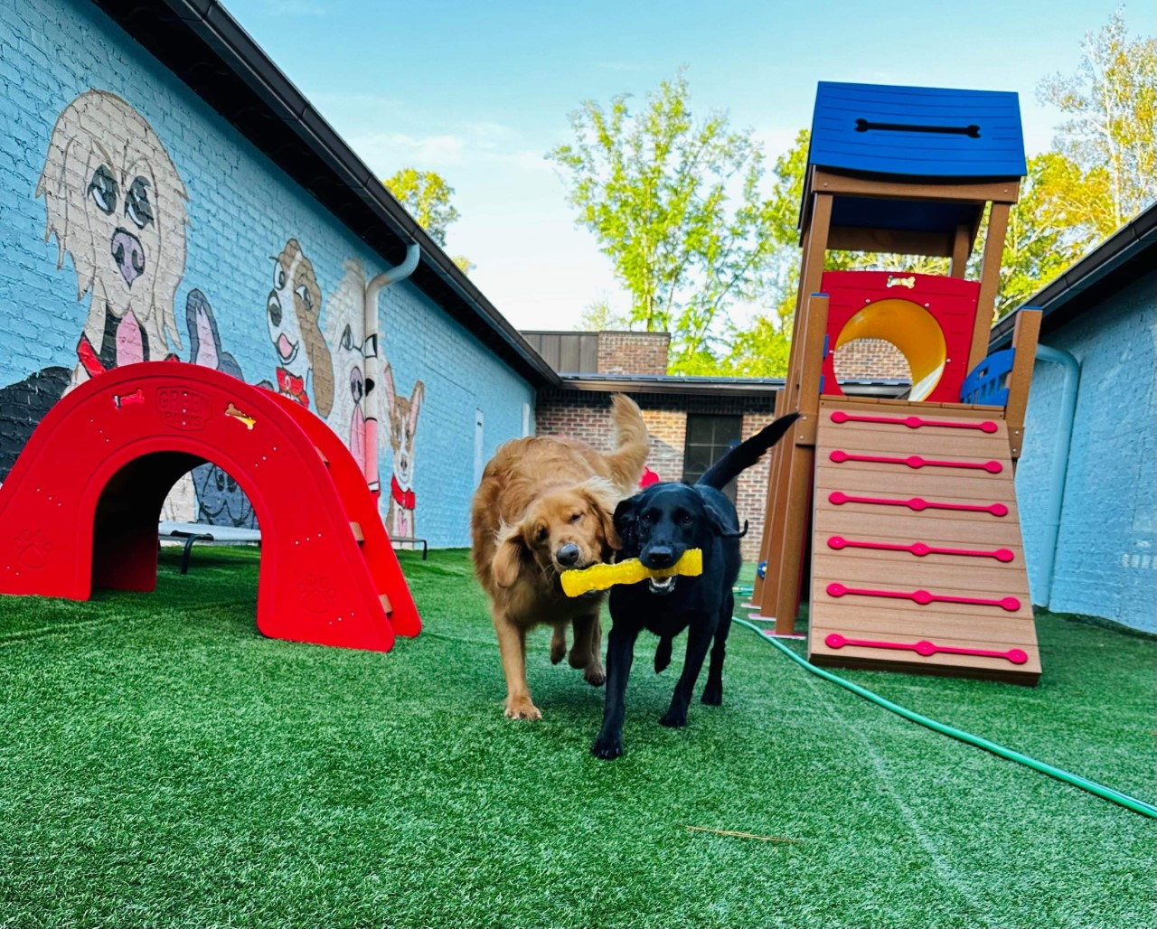 Outdoor store dog daycare