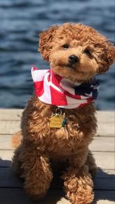 puppies for sale near me