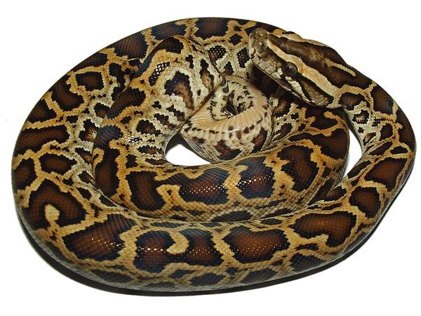 Pythons | Free Download Nude Photo Gallery