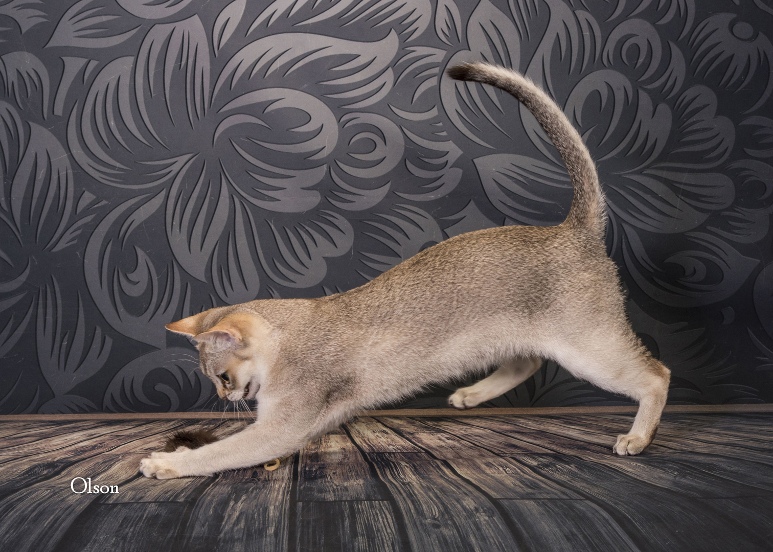 Singville Cattery Singapura Cats Singapura Kitten