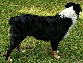 Nature Coast Aussies - Maverick