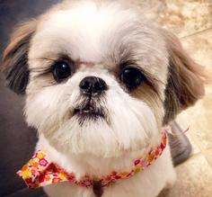 One of our Purebred Shih Tzu puppies near Wisconsin