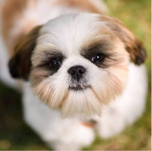 Shih Tzu Puppies For Sale MN Sweetwater Shih Tzu