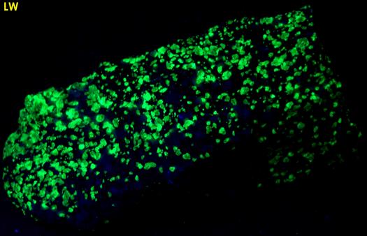 fluorescent green WILLEMITE, FRANKLINITE, CALCITE, ZINCITE - Franklin Mine, Franklin, Franklin Mining District, Sussex County, New Jersey, USA - Franklinite and Zincite type locality