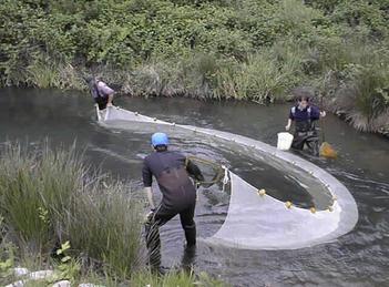 men using seine net in a river
