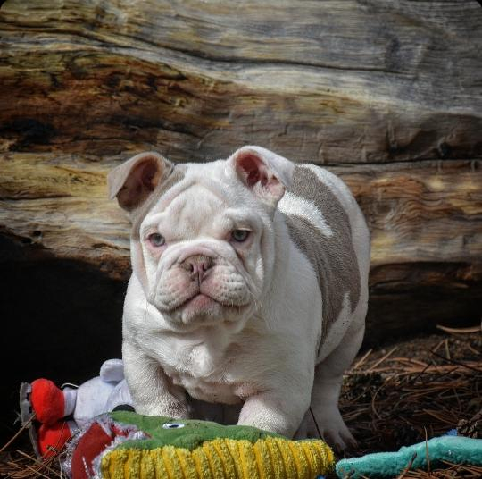 Ghost merle english clearance bulldog