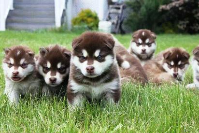 Red sales malamute puppy